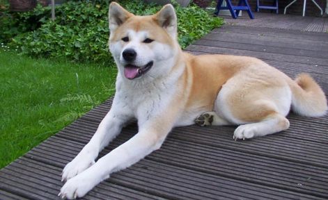 akita_inu.jpg